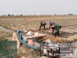 Babinsa dan Petani Mlaten Gotong Royong Rawat Jagung 2 Hektare, Wujudkan Ketahanan Pangan Mojokerto