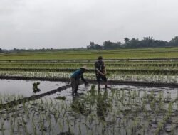 Dari Mojosulur untuk Lumbung Pangan: Babinsa Turun Langsung Dampingi Petani Tanam Padi