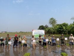 Tangan Berlumpur di Surodinawan, Koramil 0815/01 Prajuritkulon dan Petani Tanam Padi Serentak 2 Hektare