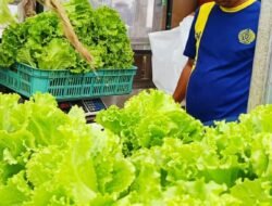 Minggu Tetap Produktif, Warga Binaan Lapas Kelas I Bandar Lampung Tekuni Budidaya Hidroponik
