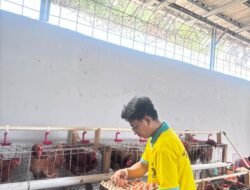 Lapas Kalianda Kembangkan Peternakan Ayam Petelur, Bekali Warga Binaan Keterampilan Wirausaha