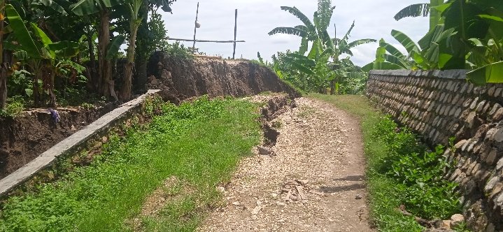 Kondisi Tanggul Penahan Jalan Di Dusun Krajan Desa Kanor-Bojonegoro,Diragukan Karena Tidak Ada Pancang Beton