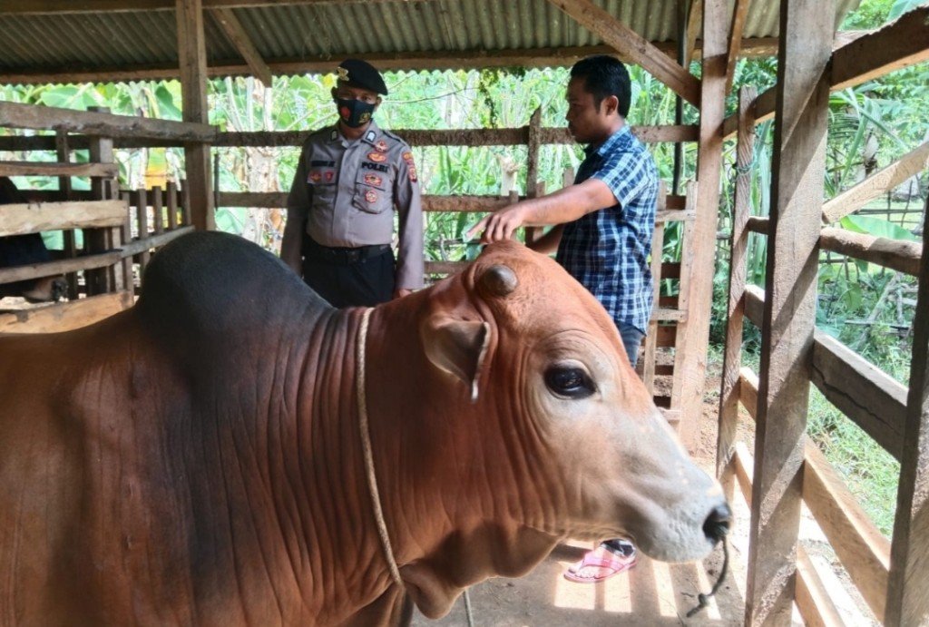 Subsatgas OPS Aman Nusa II Satsamapta Polres Aceh Timur Melakukan Pemeriksaan Hewan Ternak Warga