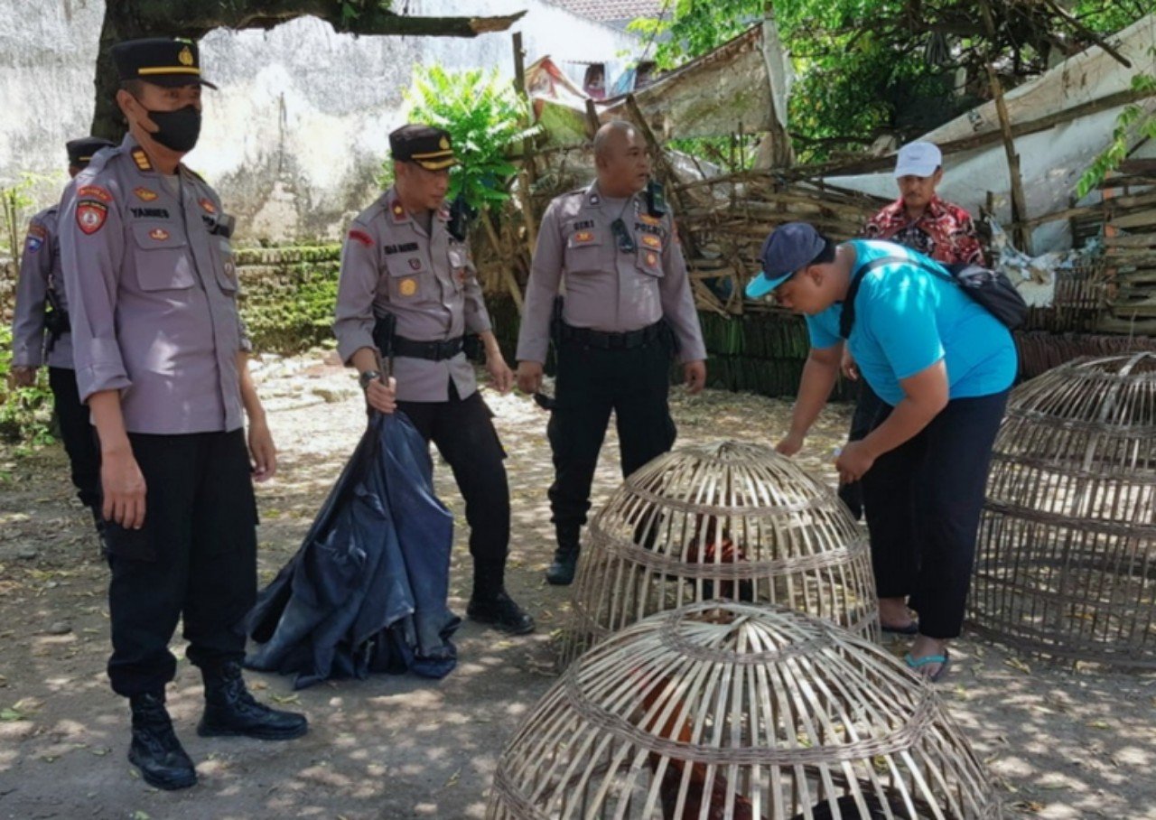 Polres Mojokerto Gerebek Sabung Ayam di Desa Temon dan Desa Beloh