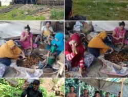 Hasil Tambang Emas Desa Kusubibi Halsel untuk Bangun 2 Masjid, Tokoh Adat Minta Tambang Emas Dibuka Kembali