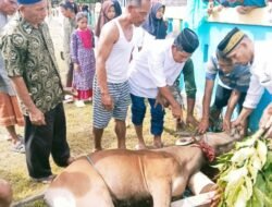 Rayakan Idul Adha, Pemdes Desa Yaba Bersama Panitia Mesjid Sembelih 1 Ekor Sapi