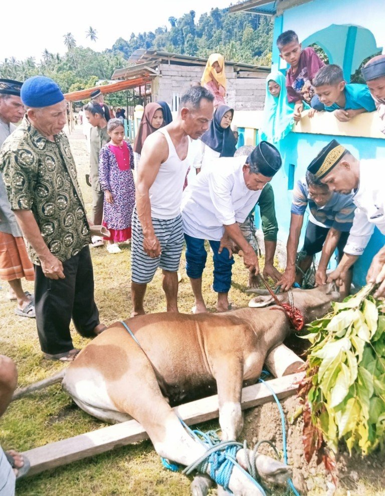 Rayakan Idul Adha, Pemdes Desa Yaba Bersama Panitia Mesjid Sembelih 1 Ekor Sapi