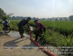Genjot Pompanisasi, Babinsa Koramil 0815/Dlanggu Dampingi Poktan Airi Lahan Tanaman Padi