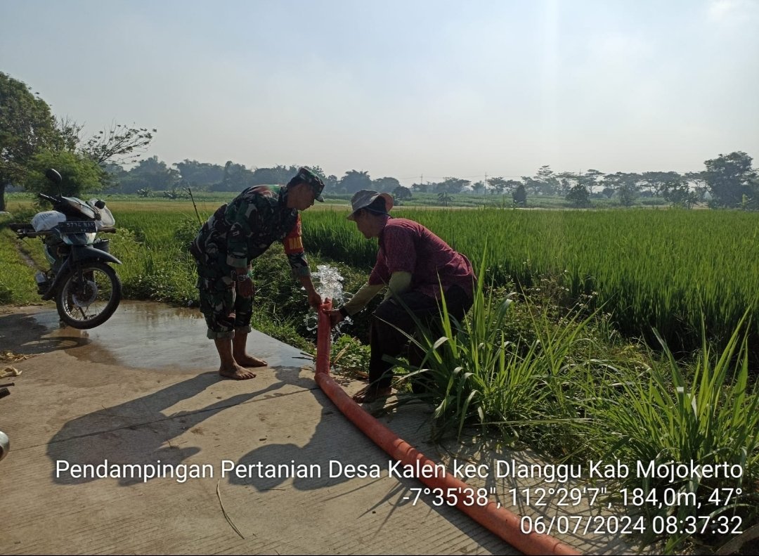 Genjot Pompanisasi, Babinsa Koramil 0815/Dlanggu Dampingi Poktan Airi Lahan Tanaman Padi