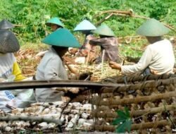 Harga Singkong Turun, Petani Tubaba Menjerit