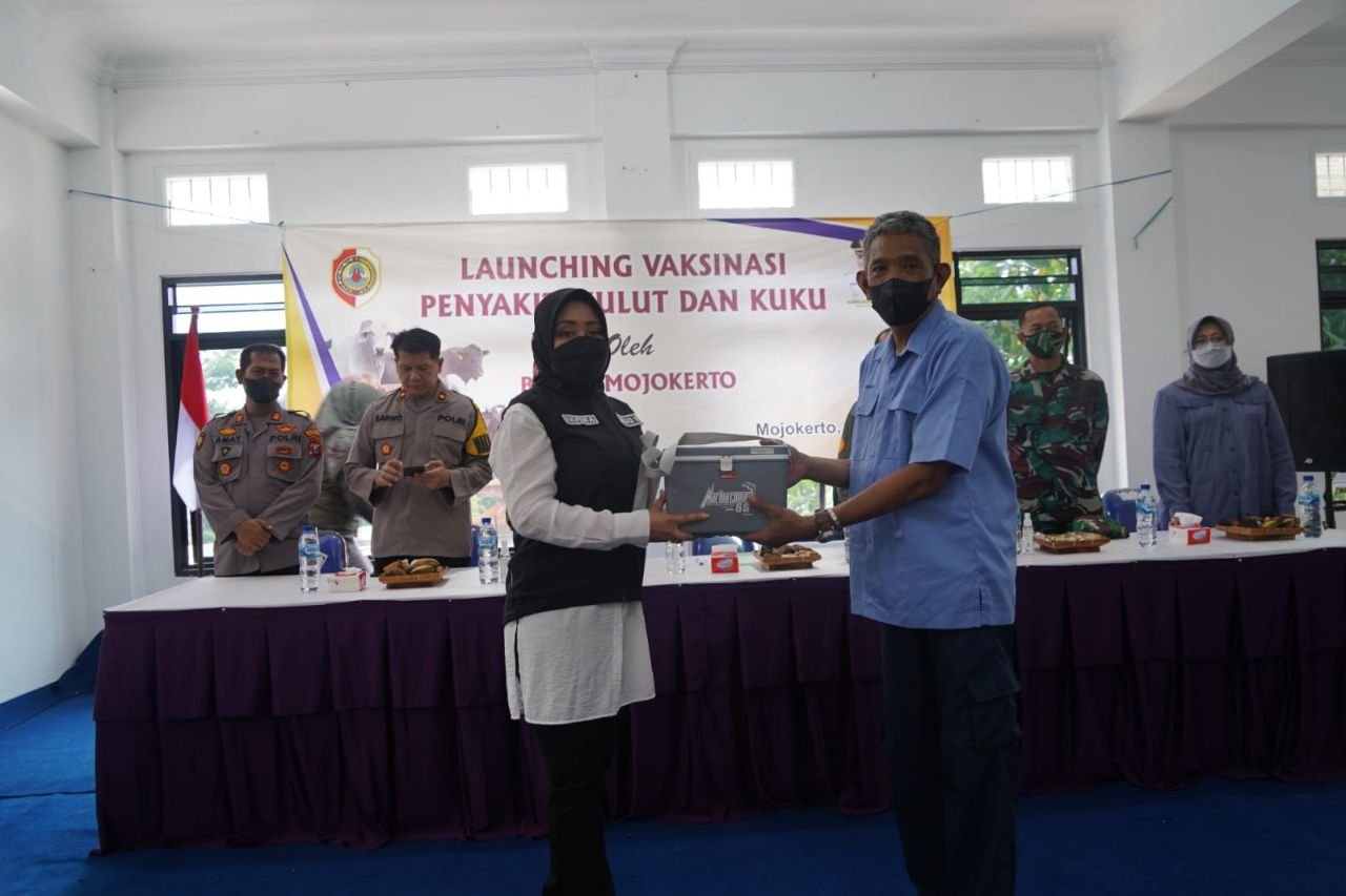 Pemkab Mojokerto Launching Vaksin PMK Perdana di KUD Dana Mulya, 9.300 Dosis Siap Disuntikkan