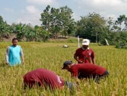 Dinas Ketahanan Pangan dan Pertanian Ngawi Galakkan Program IPDMIP