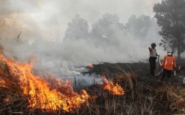 Jumlah Titik Api di Sumsel Meningkat, Waspada Karhutla