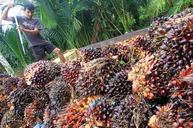 Petani dan Pengusaha Kelapa Sawit di Lampung Apresiasi Pemerintah Buka Kembali Ekspor Migor dan CPO