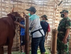 Sapi Di Wilayah Koramil Ngoro Divaksin dan Diberi Vitamin