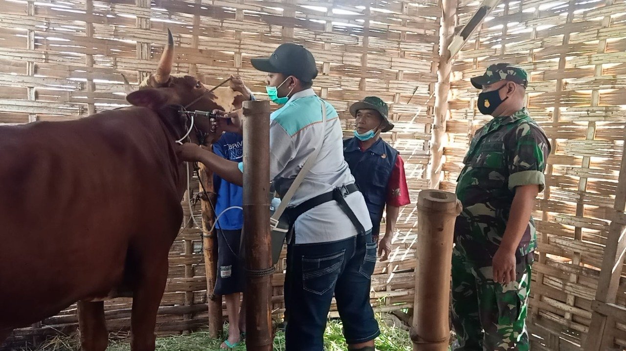 Sapi Di Wilayah Koramil Ngoro Divaksin dan Diberi Vitamin