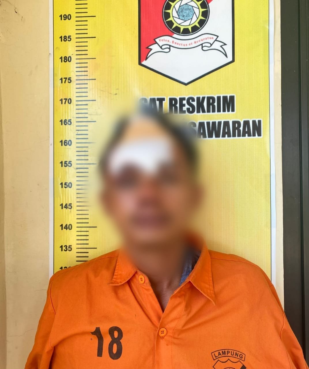 Team Anti Bandit Tekab 308 Polres Pesawaran Ringkus Pelaku penganiayaan