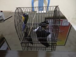 Bobol Kios Burung, Warga Trimomukti Diamankan Polsek Candipuro