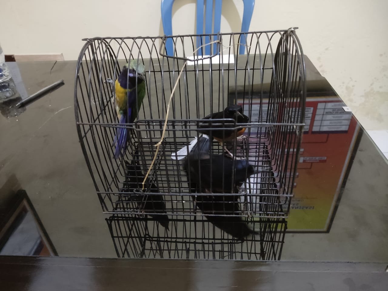 Bobol Kios Burung, Warga Trimomukti Diamankan Polsek Candipuro