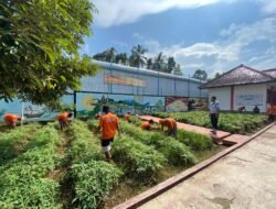 Bagian dari Pembinaan Pertanian, WBP Lapas Kotaagung Lakukan Perawatan Tanaman Ketela