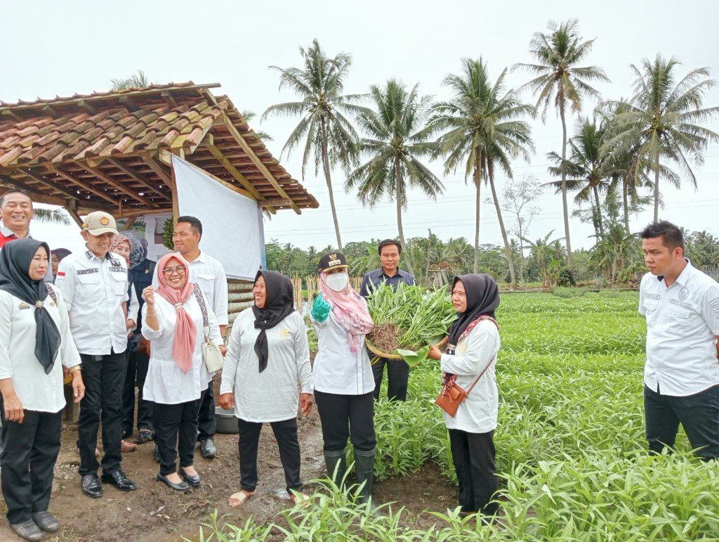 Bupati Tanggamus Hadiri Panen Sayur Kelompok Wanita Tani