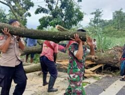 Respon Cepat Polisi Bersama TNI dan BPBD Tangani Pohon Tumbang, Lalulintas Kembali Normal