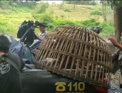 Polres Mojokerto Razia Judi Sabung Ayam di Dlanggu