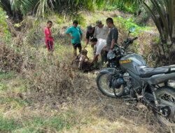 Harimau Serang Sapi di Banda Alam, Ditemukan Luka Bekas Gigitan