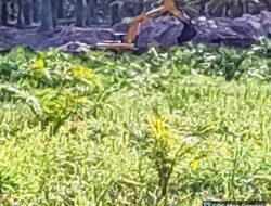 Kawasan Hutan Produksi Penambang Timah Diduga Illegal Semakin Meraja Lela