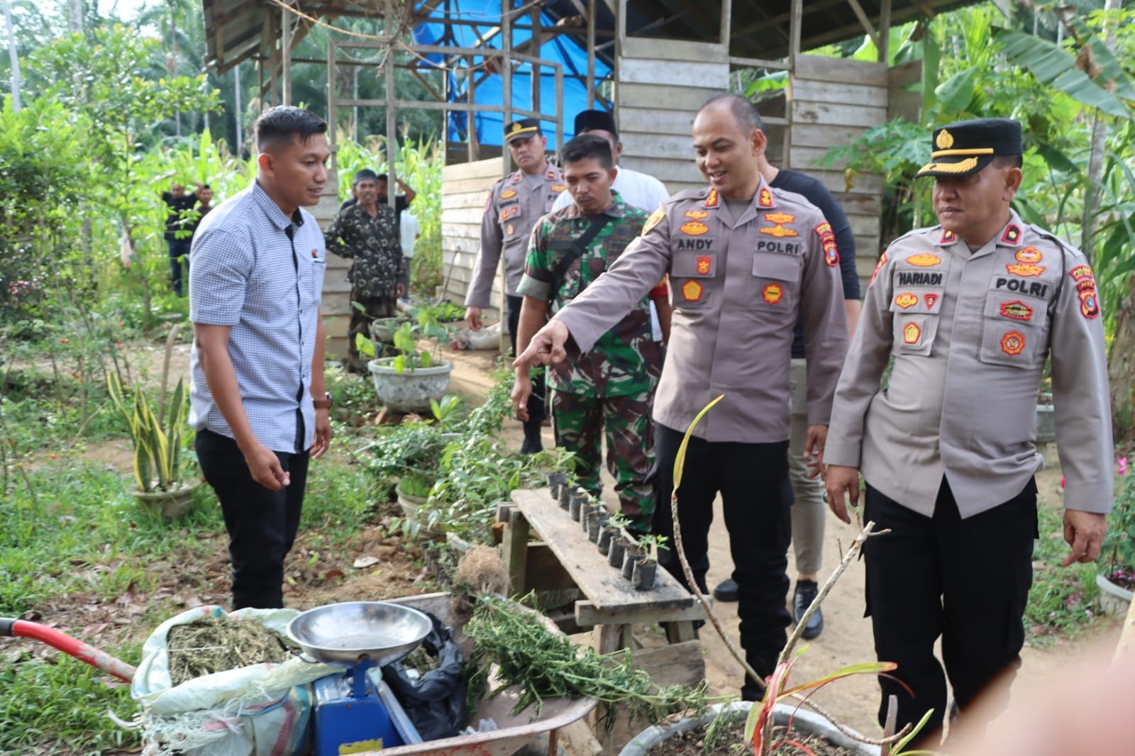 Ratusan Batang Tanaman Ganja Ditemukan di Kebun Warga