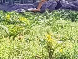 Selaku Pemilik Tambang Timah Kori Diduga Sebagai Kolektor Penampung Biji Timah di Desa Bencah Kecamatan Air Gegas