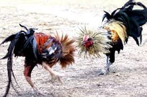 Hebat., Sabung Ayam Bono Tulungagung Masih Buka di bulan suci Ramadhan , Ada Apa Ini??