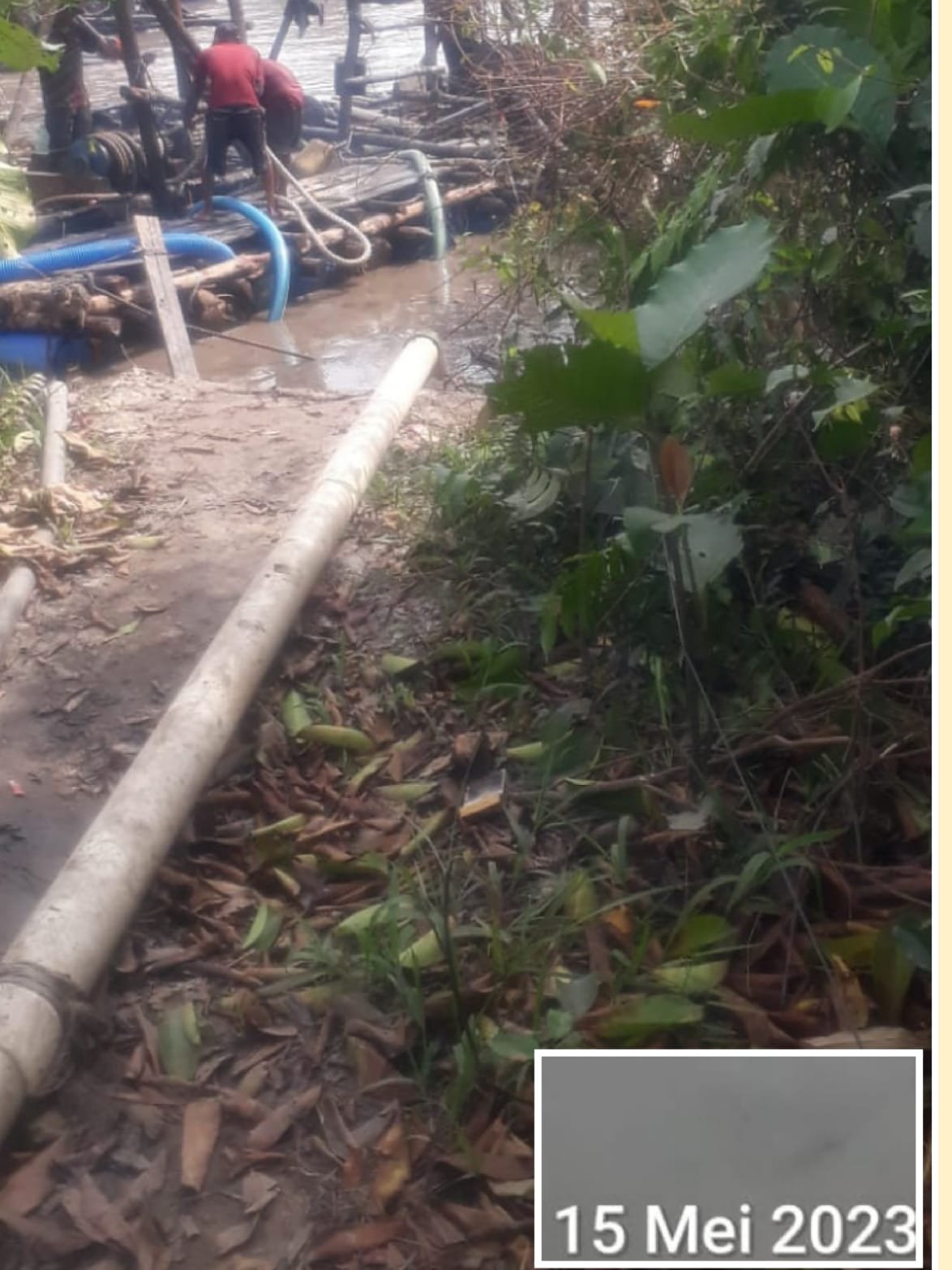 Aktivitas Tambang Timah Diduga Iilegal Kembali Beraktivitas Kawasan Bakau Kuruk Belo Laut
