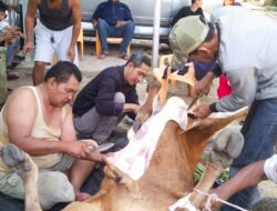 Laskar Merah Putih(LMP) Kepulauan Babel Melakukan Kegiatan Pemotongan Hewan Kurban Sapi