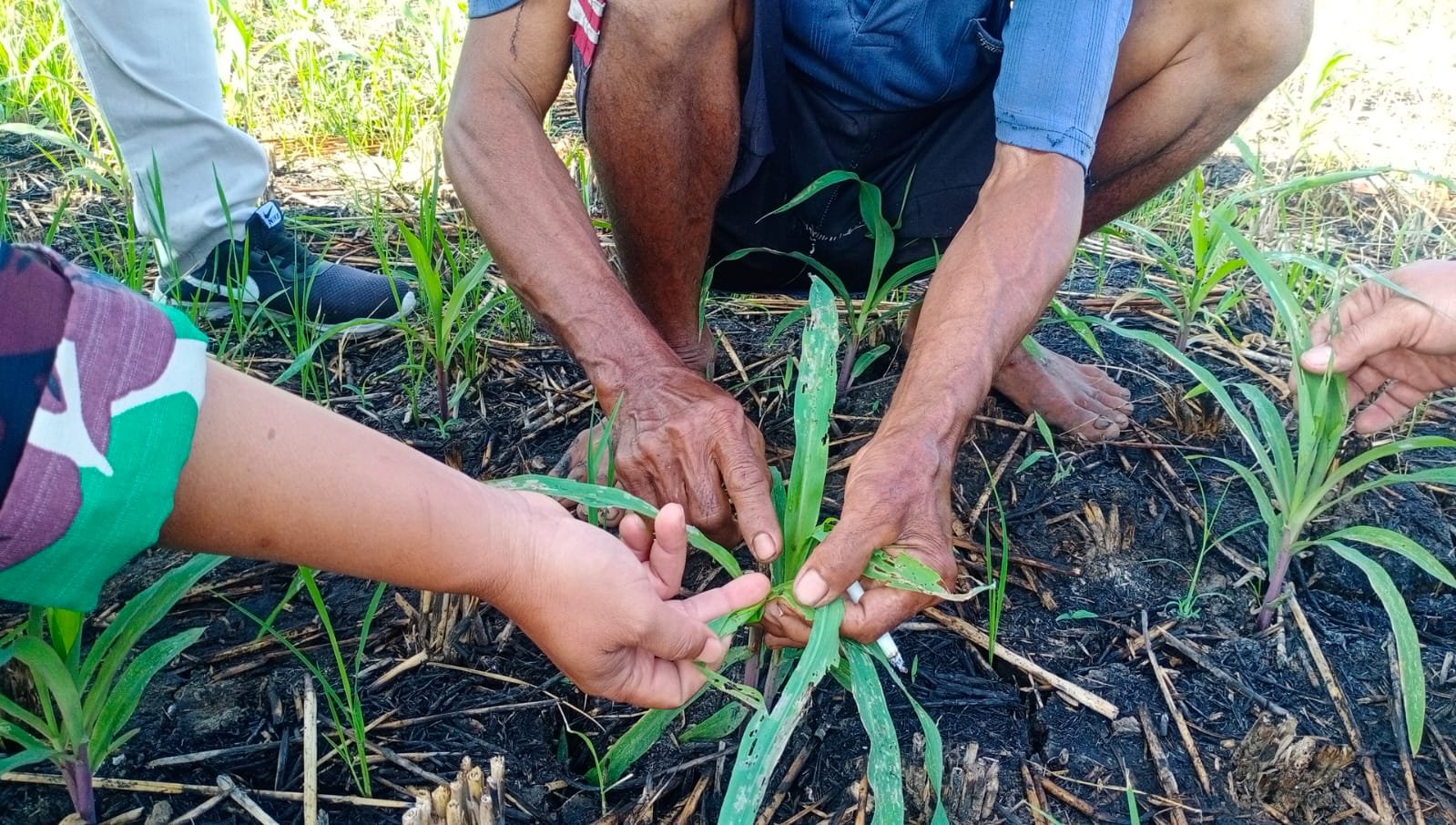 Terserang Hama Ulat Tanah, Babinsa Koramil 0815/18 Gondang Bantu Petani Jagung