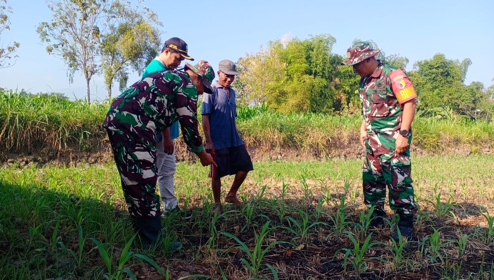 Terserang Hama Ulat Tanah, Babinsa Koramil 0815/18 Gondang Bantu Petani Jagung