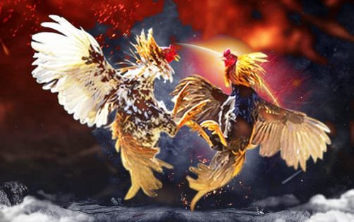 Telah Ditemukan Perjudian Sabung Ayam Di Desa Kedong Ombo, Kecamatan Tanjung Anom Warujayeng, Nganjuk Yang Belum Tersentuh Aparat Penegak Hukum