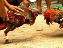 Masih Beraktivitasnya Perjudian Sabung Ayam, Dadu Dan Kletek di Kecamatan Durenan, Kabupaten Trenggalek Diduga 7 Orang Kelompok Mendirikan Kalangan