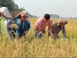 Panen Raya Padi  Kades Desa Olak Kemang Hayat Turun Bersama Masyarakat