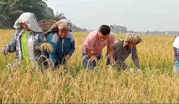 Panen Raya Padi Kades Desa Olak Kemang Hayat Turun Bersama Masyarakat