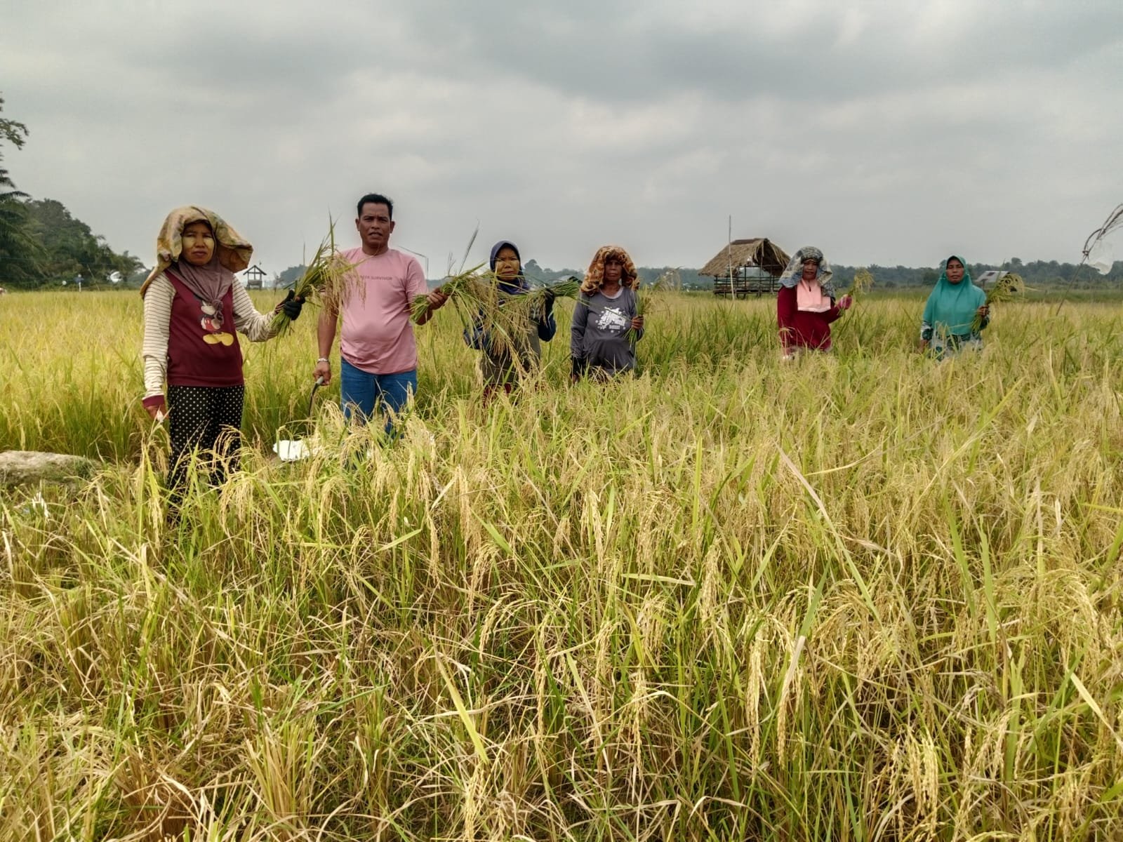 Panen Raya Padi  Kades Desa Olak Kemang Hayat Turun Bersama Masyarakat