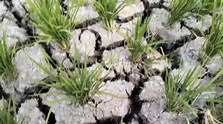 Ratusan Hektar di Kec.Palas Dan Sragi , di Landa Kemarau Jadi Rugi Besar