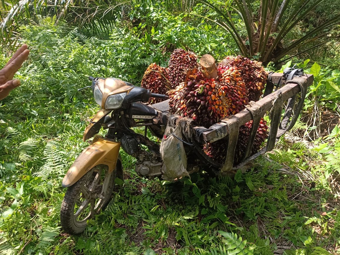Kapolda Sumut Diminta Tegas kepada Pencuri Sawit di Kotarih Sergai