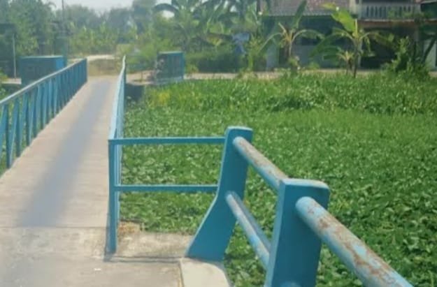 Dinas PUPR Jombang Bakal Bersihkan Eceng Gondok