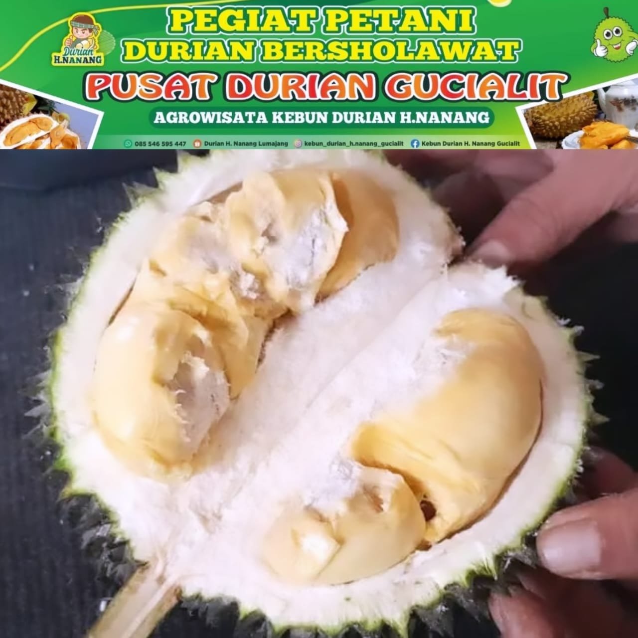 Menikmati Sensasi Durian Terbaik di Kebun Durian H. Nanang Gucialit Kabupaten Lumajang