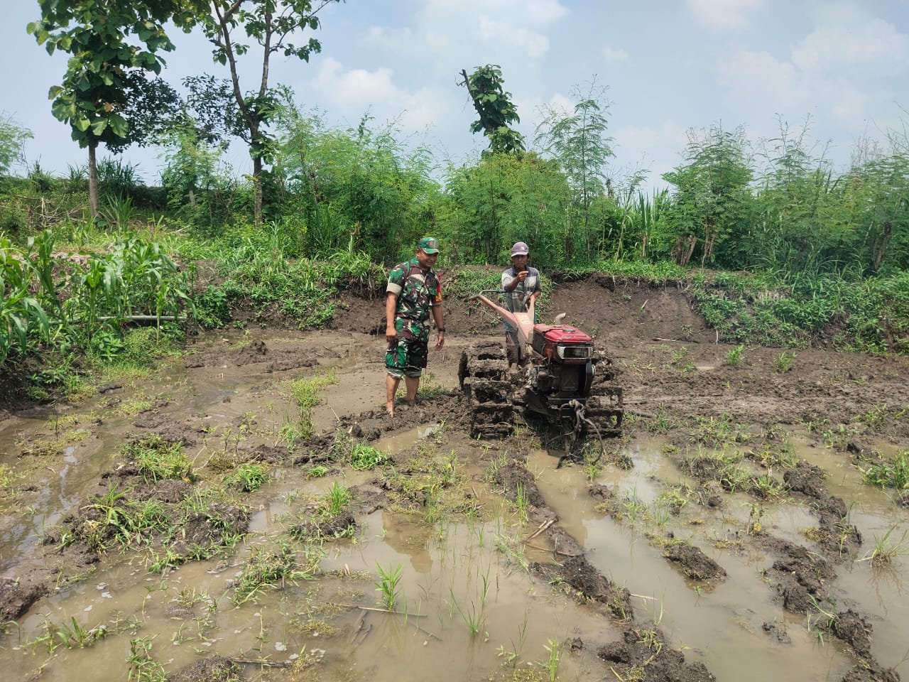 Babinsa Cendoro Koramil 0815/08 Dawarblandong Dampingi Petani Mengolah Lahan Sawah