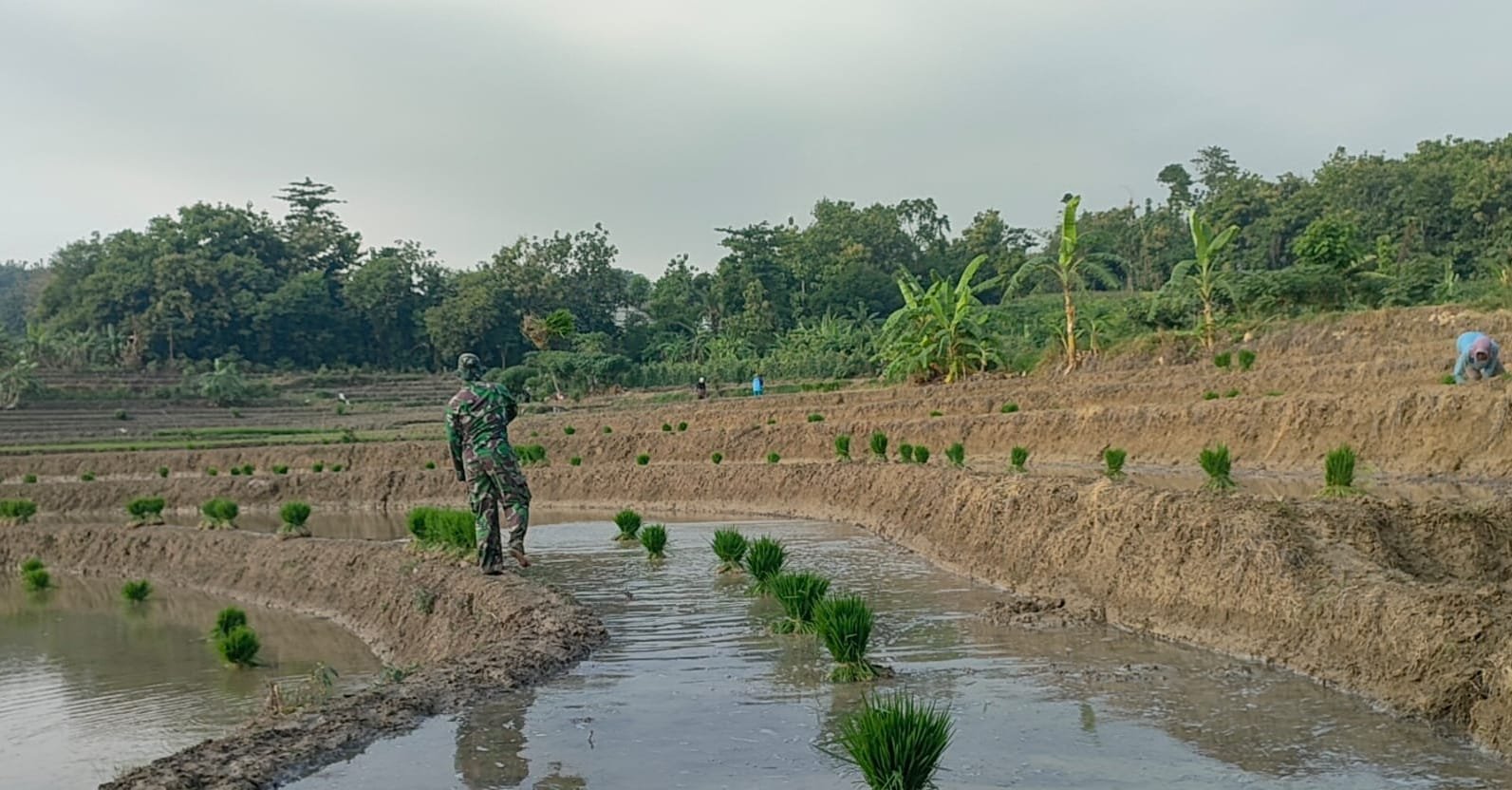 Babinsa Koramil Ngimbang Diterjunkan, Dukung Ketahanan Pangan