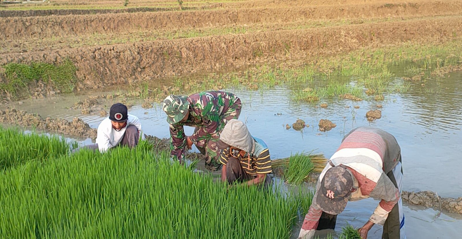 Babinsa Koramil Ngimbang Diterjunkan, Dukung Ketahanan Pangan