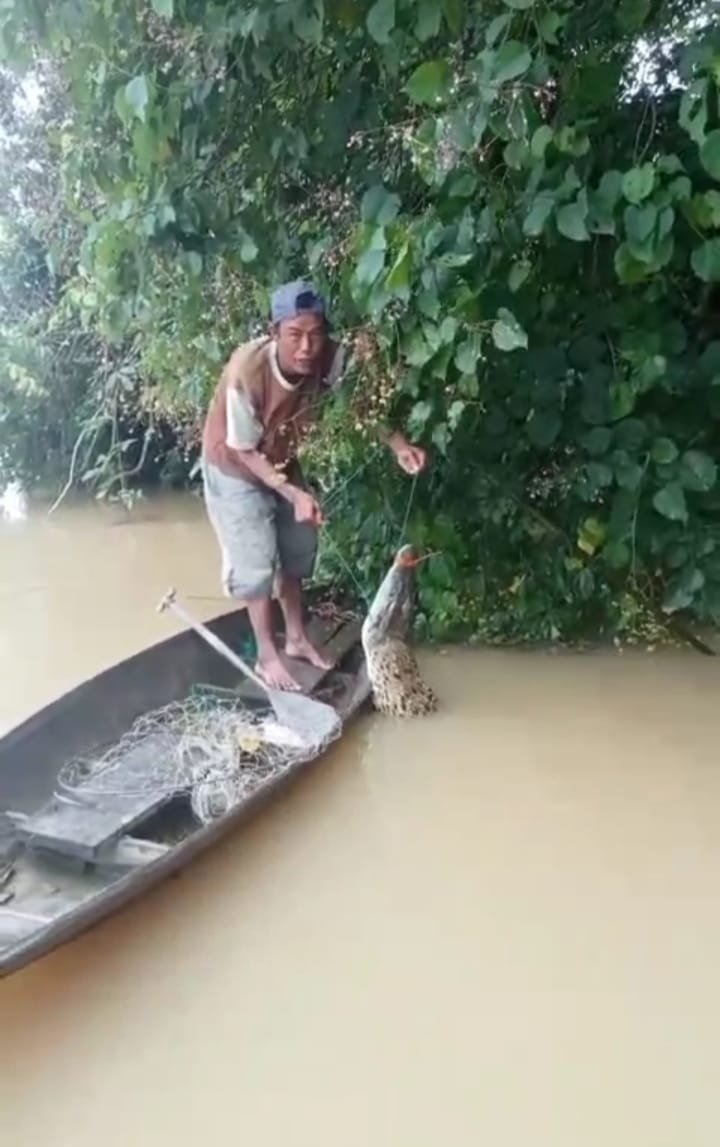 Seorang Warga Peninjauan Niat Mancing Ikan Malah Dapat Buaya