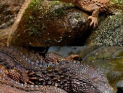 Langka dan Hanya Ada di Kalimantan, Hewan Ini Mirip Naga dan Tak Punya Telinga